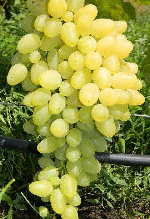 Виноград Зарница