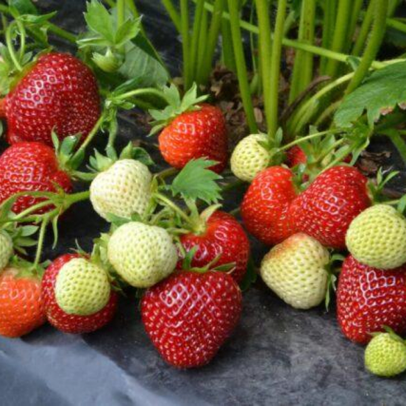 Полуниця Вівара