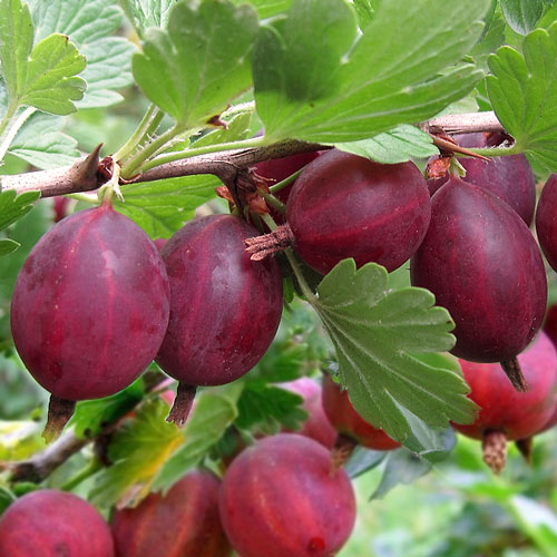 Крыжовник Хиннонмаки