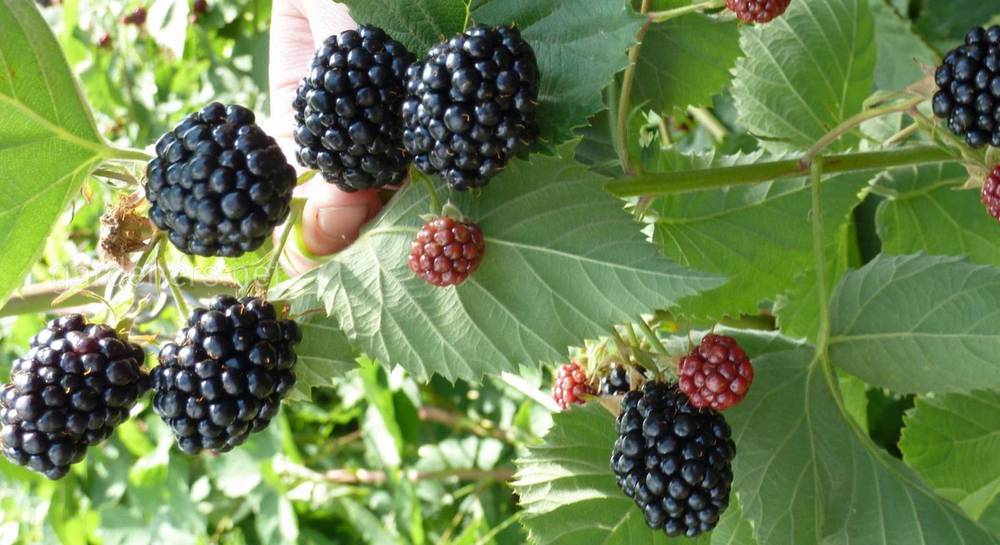 Ежевика Лох Тей