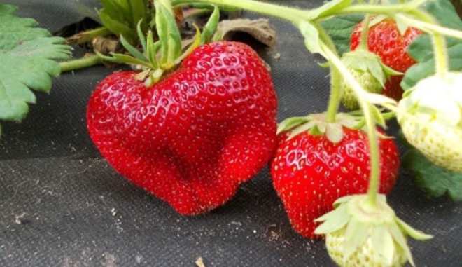 Клубника Гигант Джорнея