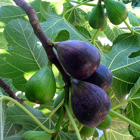 Інжир Муасон