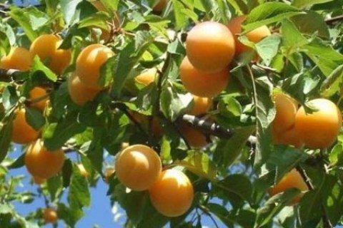 Алыча Сонейка