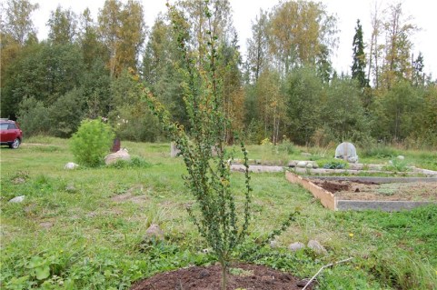 Верба вавілонська Кріспа