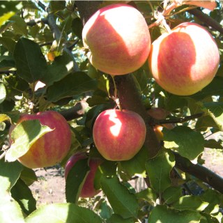 -джонаголд-1