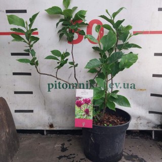 Реальне фото саджанця 60-80см.