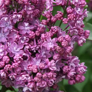 Сирень Богдан Хмельницкий (Syringa vulgaris Bogdan Khmelnytsky)