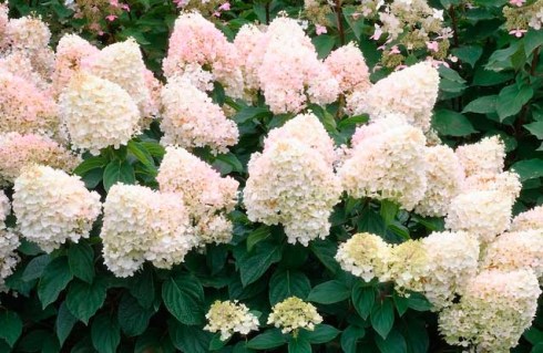 1.-gortenzija-magical_sweet_summer