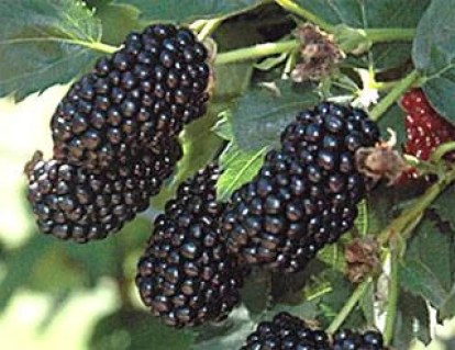 1024329970_w640_h640_sazhentsy-ezheviki-prajm