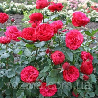 1024884526_w700_h500_sazhentsy-rozy-piano