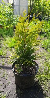 103078878_557393171594581_4180907684395184034_n