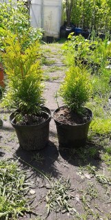 103775277_262218105095681_5199852099772049674_n