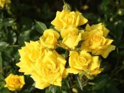 1038931511_w640_h640_roza-bordyurnaya-perestrojka