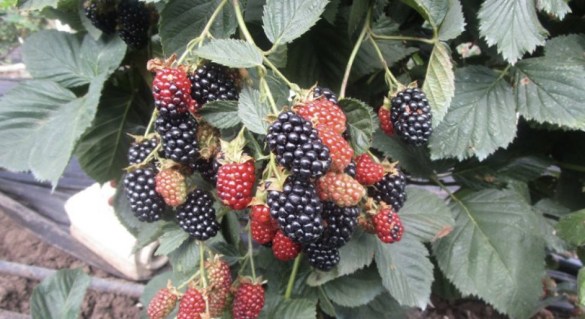 104408.pulat0.1110x607