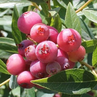 1072344497_w500_h500_pink-limonad-