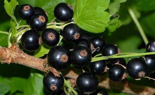 1077548009_w640_h640_titaniya-sazhentsy80