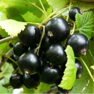 Смородина черная Титания [2-летняя с открытой корневой системой]