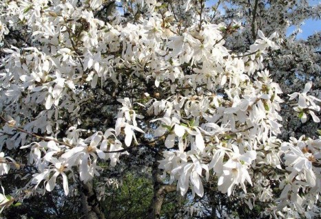 1085795139_w640_h640_magnoliya-kobus-z