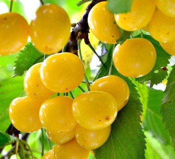 114271088_images_13562061241