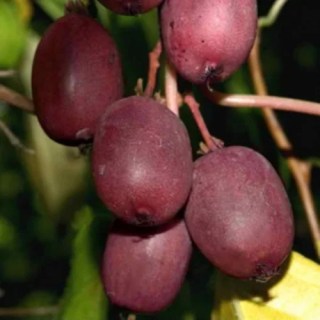 1243640642_w640_h640_1243640642