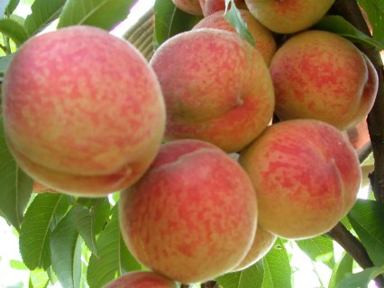1247774181_sazhentsy-persika-rannego