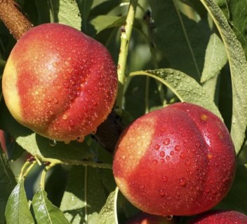 1249210805_nektarin-fantaziya