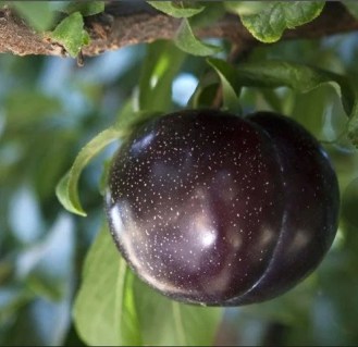 1268746459_slivaalychaeldoradoeldorado