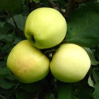 127046553_images_14280416119