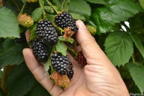 1283753472_sazhentsy-ezheviki-smutstem-2