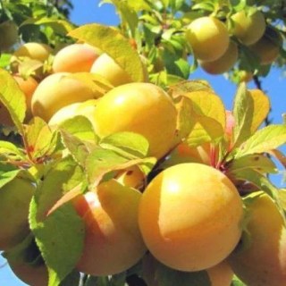 1289076486_w500_h500_sliva-medovaya-zheltaya