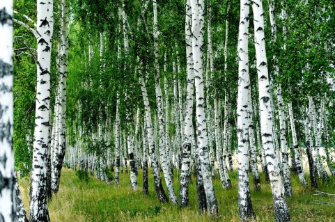 Береза [150-200см, контейнер]