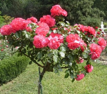 1339005344_w500_h500_roza-shtambovaya-rozarium