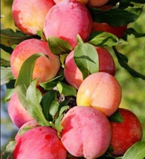 Слива колоновидная Империал