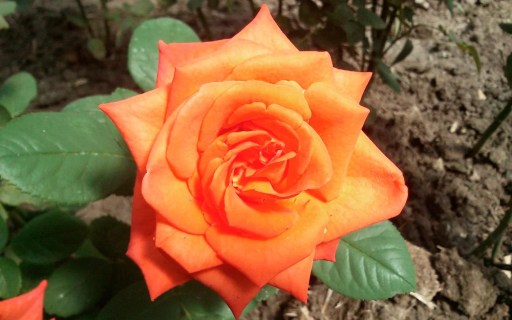 1388151766_w640_h640_roza-chajno-gibridnaya-muvi