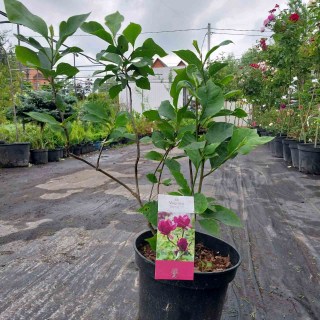 Реальне фото саджанця 60-80см.