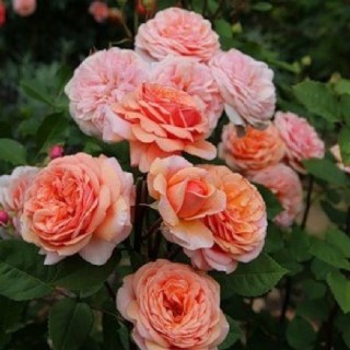 Роза английская Сорт Чарльз Остин (Charles Ostin) [контейнер 2л.]