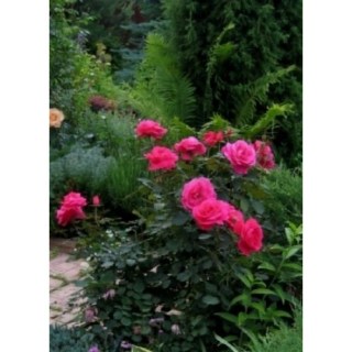 1449415016573-500x500