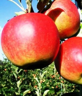 1450887592_yablonya-sanse-letnyaya