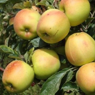 1458003252_w500_h500_yablonya-skifskoe-zoloto