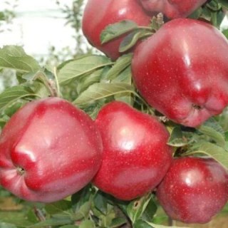 1458039525_yablonya-top-red