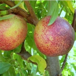 1479538374_nektarin-snezhnaya-koroleva