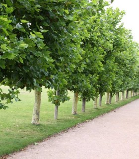 148427407_images_15167266823