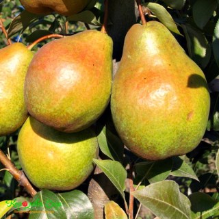 15316612716632-600x600