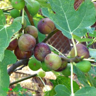 15325319102080-600x600