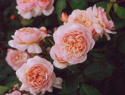 Роза Джульетта (Juliet) 