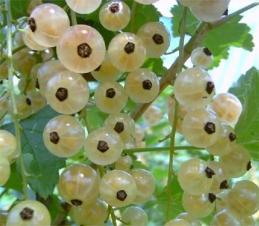 1591507049_smorodina-uajt-holander