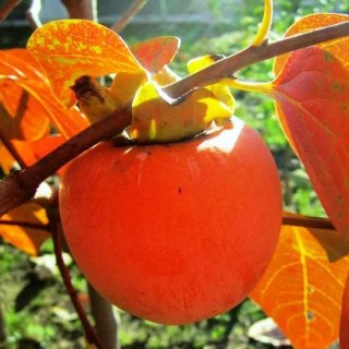 Хурма Гора Говерла