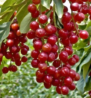 Черемуха съедобная Тайга [2-летняя открытая корневая система]