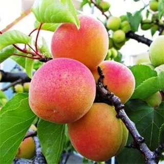 Абрикос Красень Киева [2-летний с открытой корневой системой]