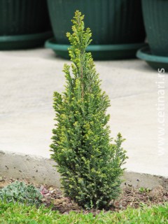 1637567533_4-pro-dachnikov-com-p-kiparisovik-lavsona-elvudi-gold-foto-4